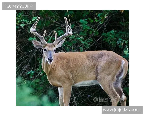 鹿u鹿角与卡的奇妙碰撞探讨它们在文化与艺术中的独特象征意义